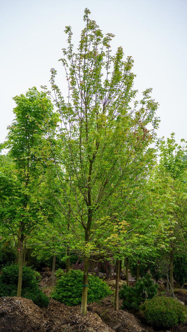 Frank Jr. Redpointe Red Maple