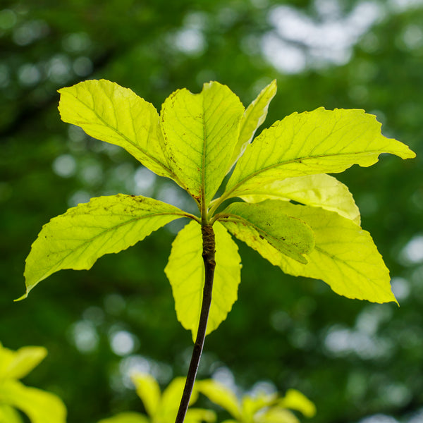 Franklin Tree