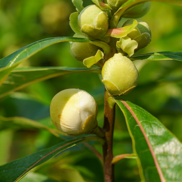 Franklin Tree