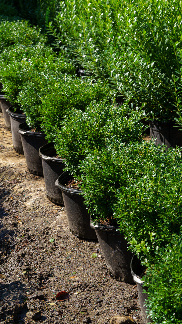 Franklins Gem Boxwood