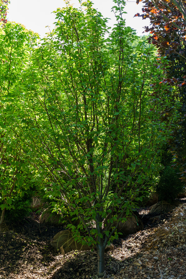 Frans Fontaine Hornbeam - Hornbeam - Shade Trees