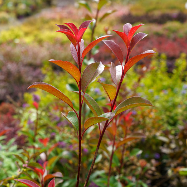 Fraser Photinia