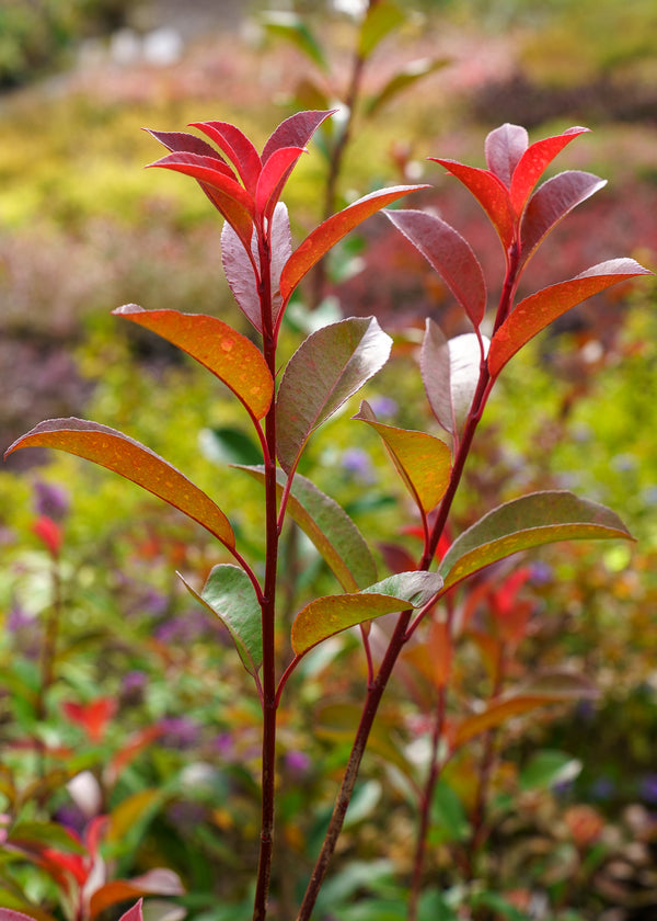 Fraser Photinia