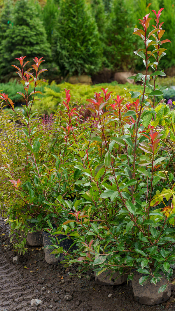 Fraser Photinia