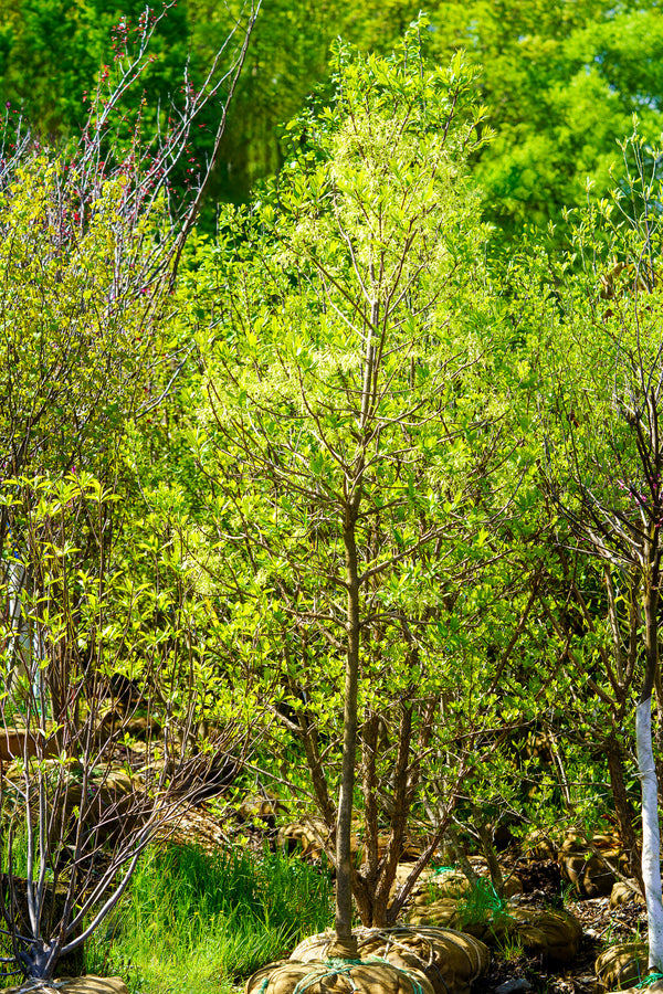 Fringetree - Other Flowering Trees - Flowering Trees