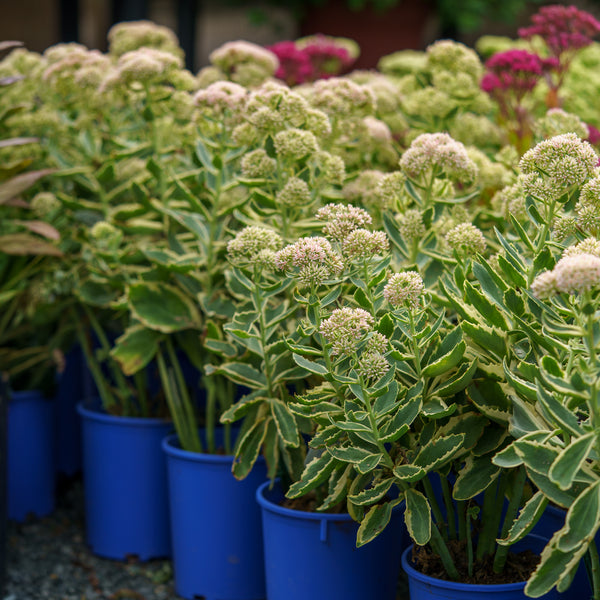 Frosted Fire Stonecrop