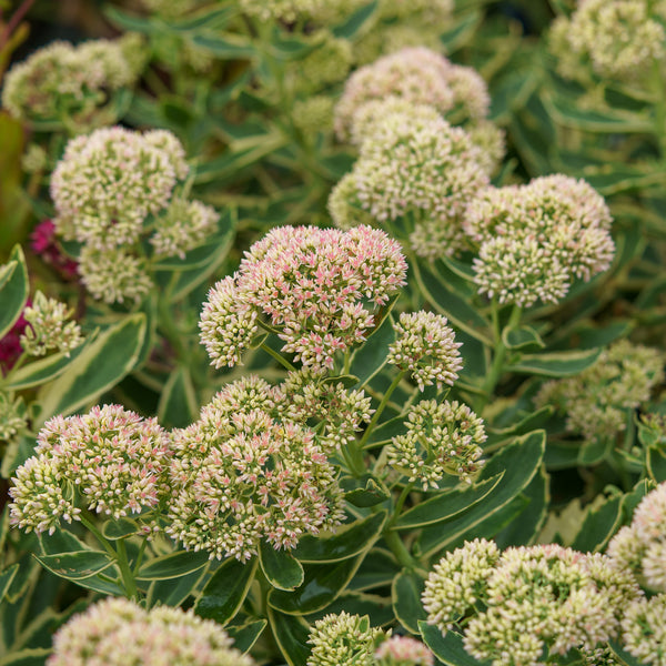 Frosted Fire Stonecrop