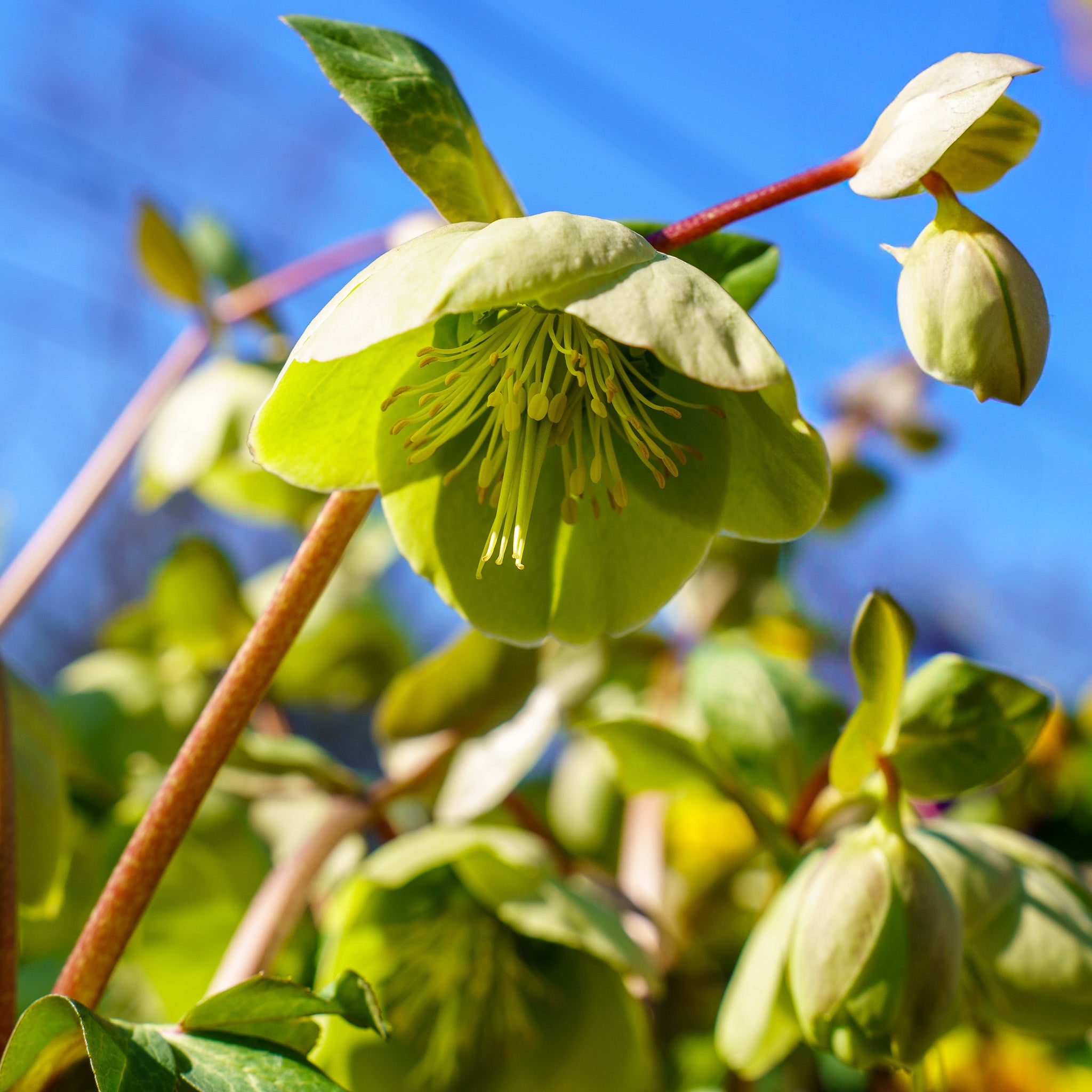 Frostkiss Illumi Lime Lenten Rose – Plant Detectives