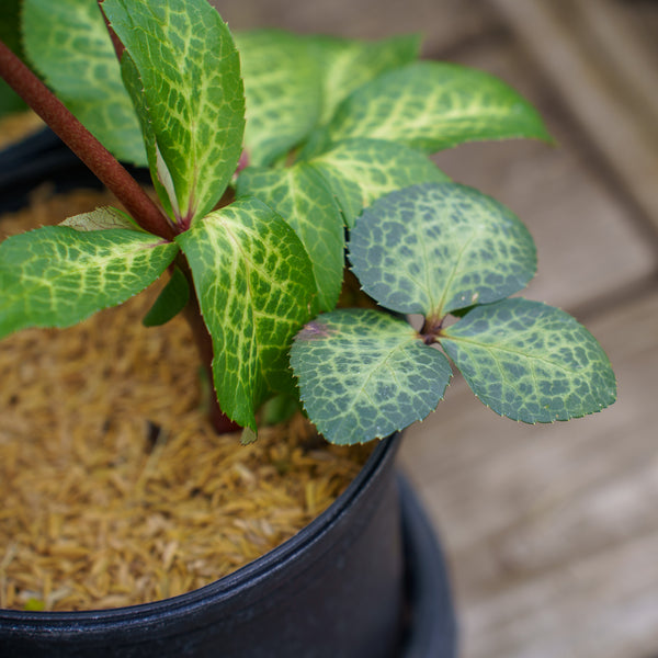 Frostkiss Illumi Lime Lenten Rose