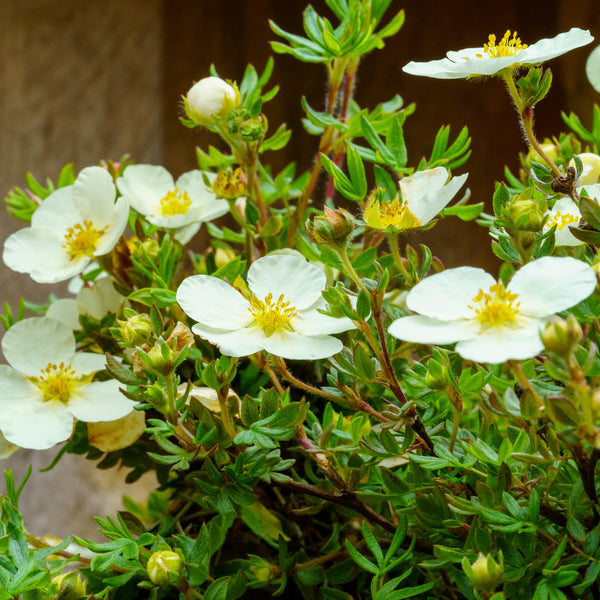 Frosty Potentilla - Potentilla - Shrubs