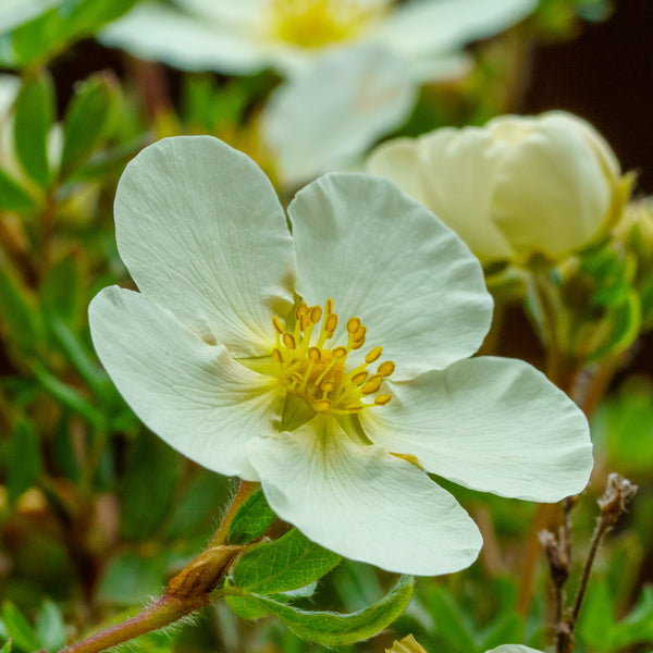 Frosty Potentilla - Potentilla - Shrubs