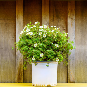 Frosty Potentilla - Potentilla - Shrubs