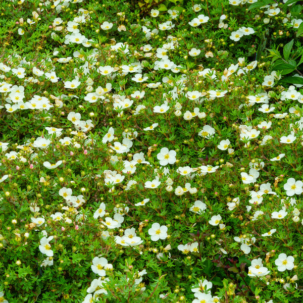 Frosty Potentilla - Potentilla - Shrubs