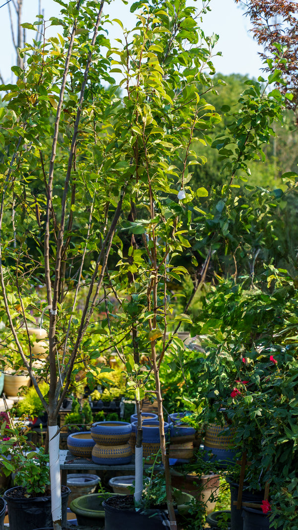 Fruiting Pear