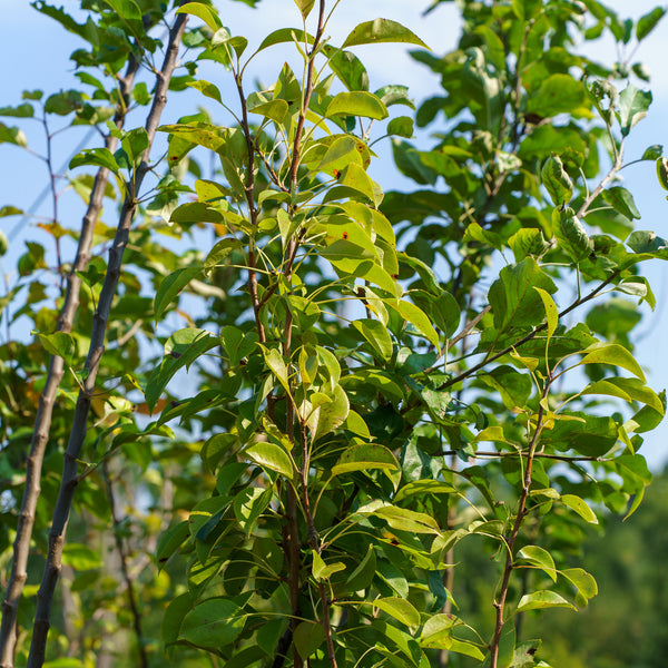 Fruiting Pear