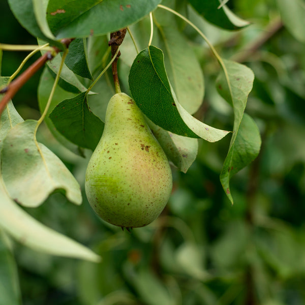 Fruiting Pear