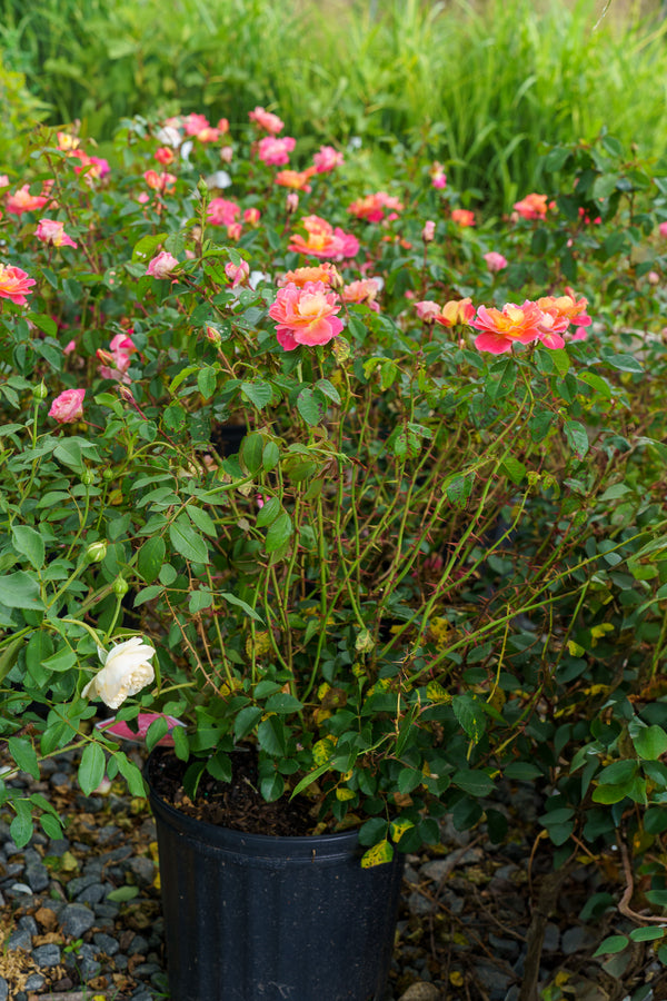 Fruity Petals Climbing Rose