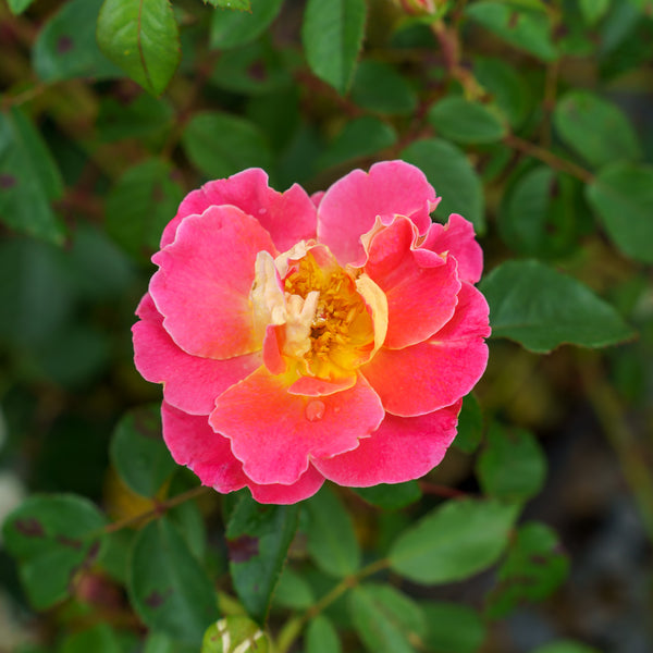 Fruity Petals Climbing Rose