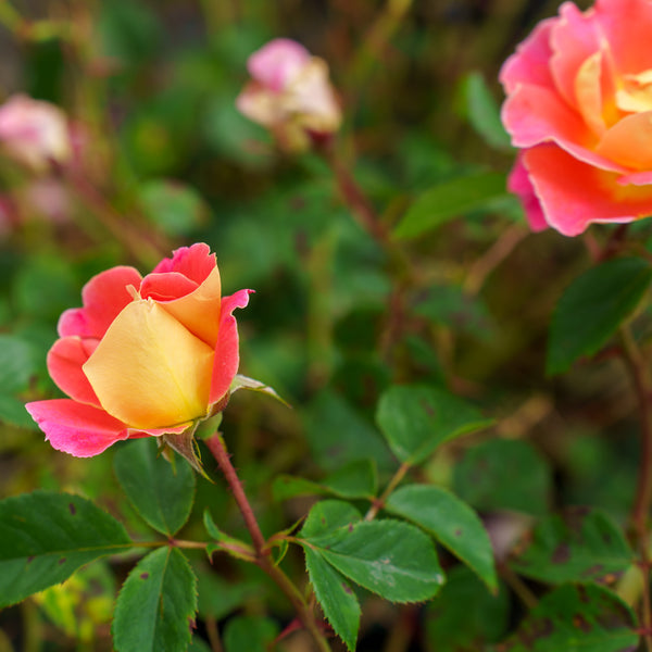 Fruity Petals Climbing Rose