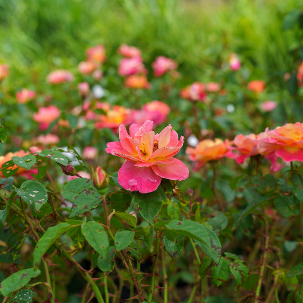 Fruity Petals Climbing Rose