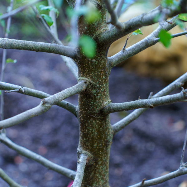 Fuji Apple Tree