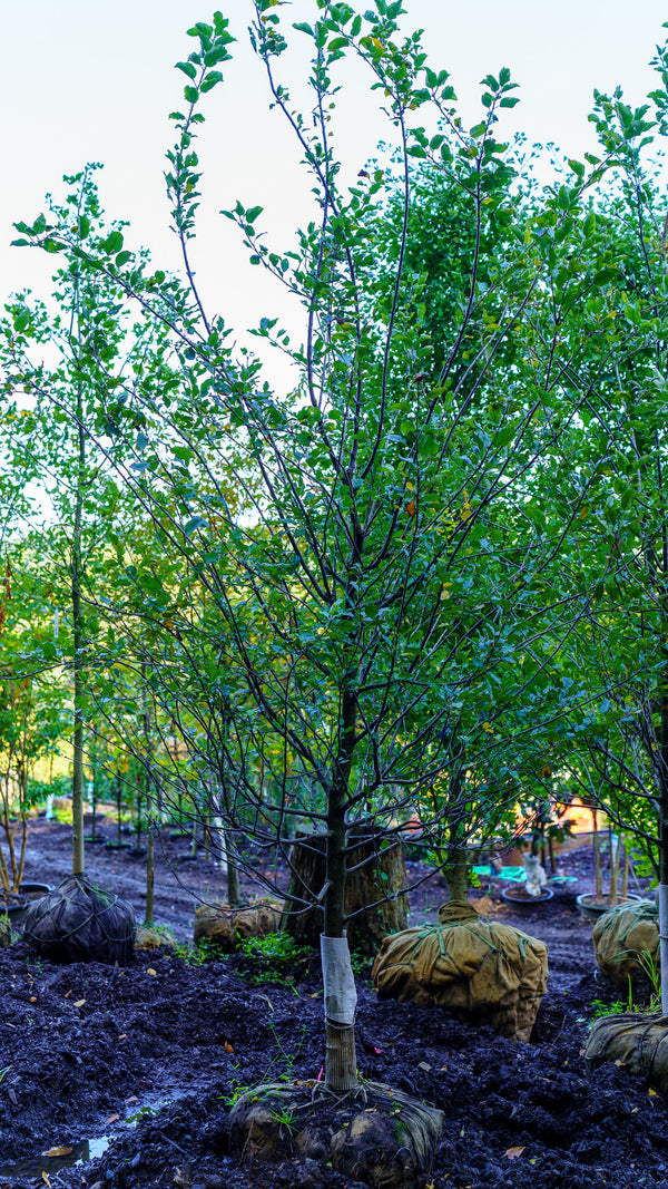 Fuji Apple Tree