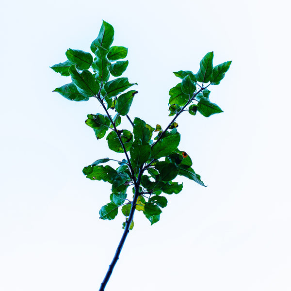 Fuji Apple Tree