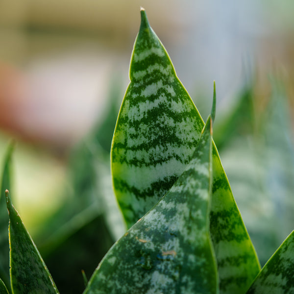 Futura Superba Snake Plant