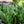 Load image into Gallery viewer, Futura Superba Snake Plant
