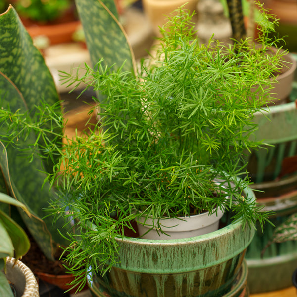 Fuzzy Fern Frizz Asparagus Fern