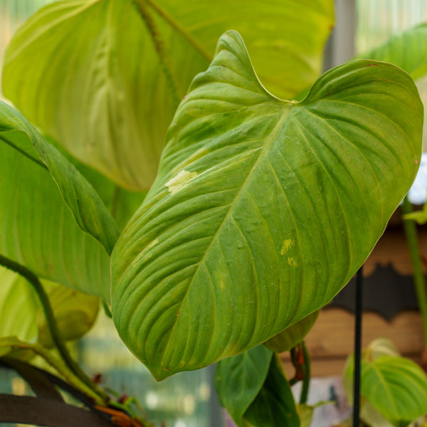 Fuzzy Petiole Philodendron