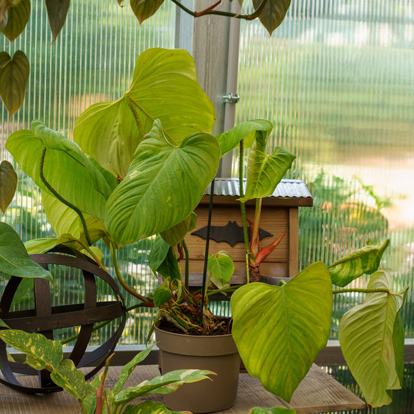 fuzzy philodendron petioles Fuzzy Petiole Philodendron – Plant Detectives