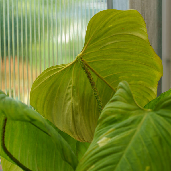 fuzzy petiole philodendron mature Fuzzy Petiole Philodendron – Plant Detectives