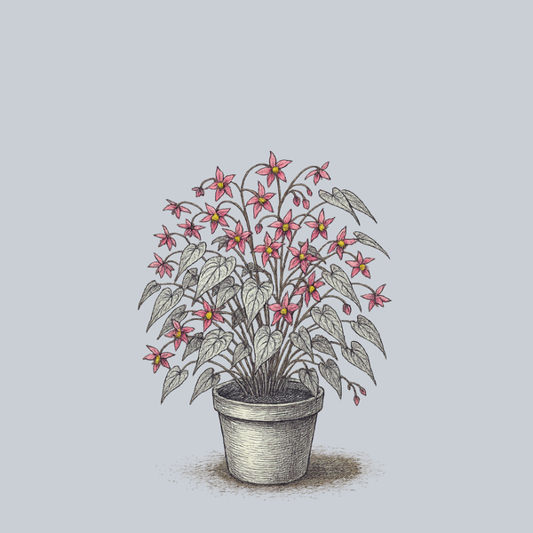 Galadriel Barrenwort