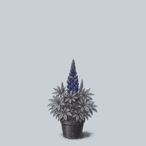Gallery Blue Lupine