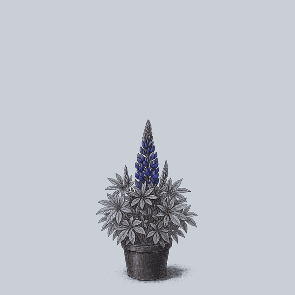 Gallery Blue Lupine