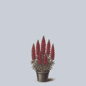 Gallery Red Lupine