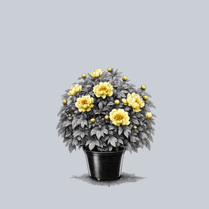 Garden Treasure Itoh Peony