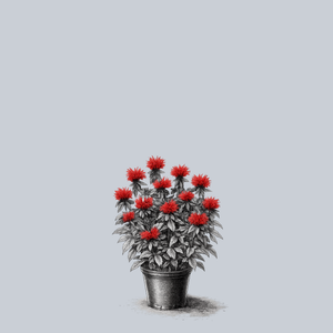 Gardenview Scarlet Bee Balm