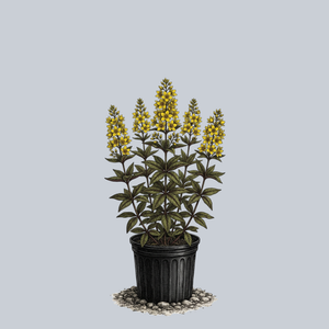 Yellow Loosestrife