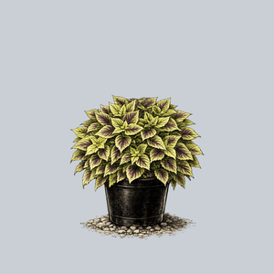 Gay's Delight Coleus