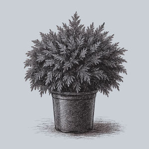 Grune Kugel Western Red Cedar