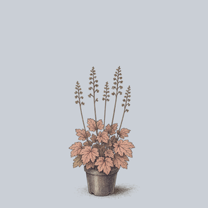 Georgia Peach Coral Bells