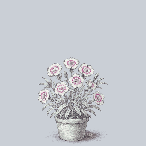 Georgia Peach Pie Dianthus