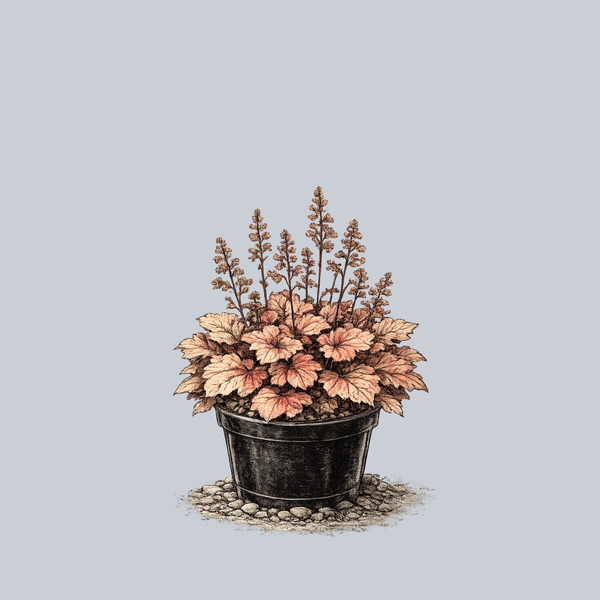Georgia Peach Coral Bells