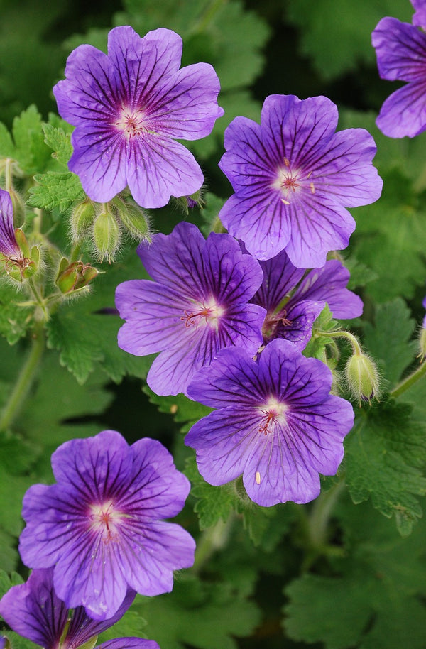 Geranium