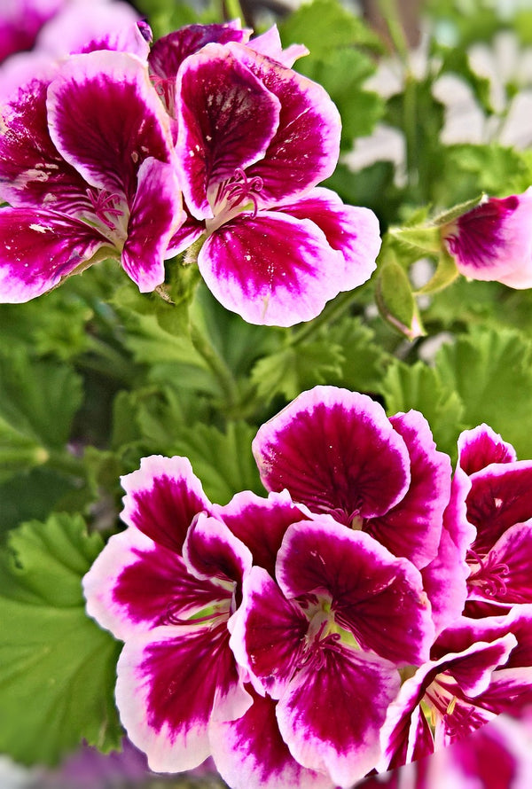 Geranium