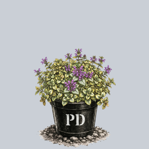 Ghost Spotted Deadnettle