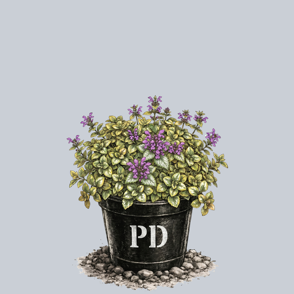 Ghost Spotted Deadnettle