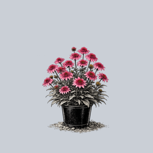 Giddy Pink Coneflower